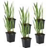 Bloomique - Set di 6 - Iris Kaempferi - Giaggiolo Giapponese - Viola - Pianta Acquatica - Pianta da Stagno - Resistente al Freddo - Alta 20-30 cm - Vaso 9 cm