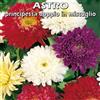 Floriana-Bulbose ASTRO Principessa doppia in miscuglio - SEMI DA FIORE