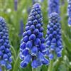 DUTCH BULBS EXCLUSIVE PLANTS FROM HOLLAN Bulbi Fiori Mix Primaverile - 3 Bulbi - Perenni & Resistenti | Mix Colorato, Piante dall'Olanda, Mix Primaverile Colorato, per giardino e vasi (no semi, non artificiale)