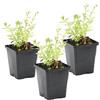 Bloomique - Set di 3 - Myosotis Palustris - Non Ti Scordar di Me Palustre - Pianta Acquatica - Pianta da Stagno - Resistente al Freddo - Alte 10-20 cm - Vaso 9 cm