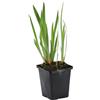 Bloomique - Iris Kaempferi - Giaggiolo Giapponese - Viola - Pianta Acquatica - Pianta da Stagno - Resistente al Freddo - Alta 20-30 cm - Vaso 9 cm