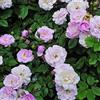 Rose Barni Blush Noisette rosa viva Rose Barni®, rosa rampicante antica rifiorente in vaso con fiori piccoli a grappolo, color bianco rosato, cod 14016.