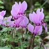 le Georgiche Vivai le Georgiche - Pianta vera di Cyclamen hederifolium - Bulbi Ciclamino