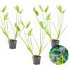 Bloomique - Set di 3 - Pontederia Cordata - Giacinto d'Acqua - Pianta Acquatica - Pianta da Stagno - Resistente al Freddo - Alte 10-20 cm - Vaso 9 cm