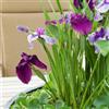 Bloomique - Set di 3 - Iris Kaempferi - Giaggiolo Giapponese - Viola - Pianta Acquatica - Pianta da Stagno - Resistente al Freddo - Alte 20-30 cm - Vaso 9 cm