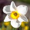 le Georgiche Vivai le Georgiche - Pianta vera di Narciso Large Cupped Ice Follies - Bulbi