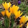 le Georgiche Vivai le Georgiche - Pianta vera di Crocus Vernus Yellow - Bulbi
