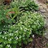 Bloomique - Set di 6 - Galium Odoratum - Asperula odorosa - Ricca fioritura - Resistente al freddo invernale - Perenne - Altezza 10-20 cm - Vaso 9 cm