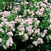 Rose Barni New Dawn, rosa rampicante in vaso di Rose Barni®, pianta rampicante rifiorente a mazzi,h. raggiunta fino a 5 metri, pianta di rosa in vaso resistente alle malattie, leggermente profumata, cod.18085