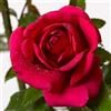 Rose Barni Red Flame®, rosa viva Rose Barni®, rosa rampicante rifiorente in vaso con fiori grandi dal profumo intenso, color rosso cardinale, cod 16076.