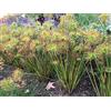 Generic 1 PIANTA DI CYPERUS HASPAN PAPIRO IN VASO 12CM