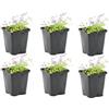 Bloomique - Set di 6 - Mazus Reptans - Mazus Strisciante - Pianta Acquatica - Pianta da Stagno - Resistente al Freddo - Alte 10-20 cm - Vaso 9 cm