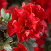 le Georgiche Vivai le Georgiche - Pianta vera di Azalea Encore Autumn Fire Serie Encore® Rododendro 'Autumn Fire' - vaso Ø 24 cm - altezza alla vendita 20-30 cm