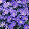 GardenersDream Anemone Blanda Blu, bulbi da giardino a fioritura precoce in primavera, piante per interni ed esterni.