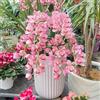 UYKOJMDR Cymbidium,Vari Colori,perenni,Splendente e vivace,Ambiente Paesaggistico,Decorazione del giardino.-3Cymbidium pezzo-H
