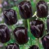 le Georgiche Vivai le Georgiche - Pianta vera di Tulipano Single Late Queen of Night - Bulbi