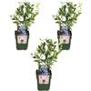 Generico My Green Help - Set 3× Mirtillo americano (Vaccinium corymbosum) - Vaso Ø13cm, H20cm - Pianta da frutto per giardino e balcone, raccolta in estate