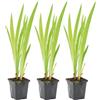 Bloomique - Set di 3 - Iris Versicolor - Giaggiolo Americano - Pianta Acquatica - Pianta da Stagno - Resistente al Freddo - Alte 20-30 cm - Vaso 9 cm