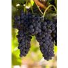 eGarden.store Pianta di Vite pianta di uva vigna da tavola pianta di uva innestata pianta vera di vite venduta da eGarden.store (Fragola Nera v.19 cm)