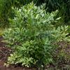 Bloomique - Set da 3 - Levisticum Officinale - Finocchio dolce - Pianta per il prezzemolo - Erbe - Piante da giardino - Resistente all'inverno - Altezza 10-20 cm - Vaso 9x9 cm