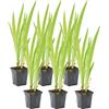Bloomique - Set di 6 - Iris Versicolor - Giaggiolo Americano - Pianta Acquatica - Pianta da Stagno - Resistente al Freddo - Alte 20-30 cm - Vaso 9 cm