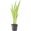 Bloomique - Iris Versicolor - Giaggiolo Americano - Pianta Acquatica - Pianta da Stagno - Resistente al Freddo - Alta 20-30 cm - Vaso 9 cm