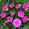 Rose Barni Clg. Parfum Royal®, rosa rampicante in vaso di Rose Barni®, pianta rampicante rifiorente a grandi fiori, h. raggiunta fino a 5 metri, pianta profumata e resistente alle malattie, Cod. 16052