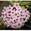 PRGA Hoya CARNOSA Tricolor Fiore di Cera Vaso 11 CM Perenni