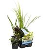 Bloomique - Set di 6 - Piante da Stagno Depurative - Acorus, Carex, Hippuris, Iris, Sparganium, Typha - Zona 1 & 2 - Alte 15-25 cm - Vaso 9 cm