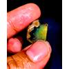akgemsandjewellery_786 Fire opal rough , Etiope opal Crudo, Naturale Loose Gemma 12 KT
