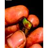akgemsandjewellery_786 Naturale opal rough , Fuoco opal Crudo, Etiope Loose Gemma 12 KT