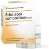 ECHINACEA COMP S 10F FT HEEL - - 800170526