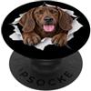 4PlottHoundLovers Divertente Plott Hound Sbirciando Carino Amante Del Cane Mamma Papà PopSockets PopGrip Adesivo