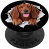 4RedboneCoonhoundLovers Divertente Redbone Coonhound Sbirciando Carino Amante Del Cane Mamma Papà PopSockets PopGrip Adesivo