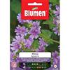 Blumen SEMI MALVA SYLVESTRIS BLUMEN