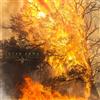 Inter Arma Sulphur English Album
