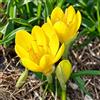 VIRIDIMANIA Bulbi da Fiore Autunnali Olandesi | Selezione di Bulbose a Fioritura Primaverile | Ottima Qualità e Fioritura Garantita (6 Bulbi di STERNBERGIA LUTEA)