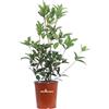 eGarden.store Pianta di Osmanthus Fragranso o Olea Fragrans o Osmanto Odoroso pianta ornametale da esterno fiore bianco pianta profumata vera venduta da eGarden.store