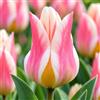 VIRIDIMANIA Bulbi di Tulipani | Collezione Varietà Esclusive da Autunno a Primavera | Alta Qualità e Controllo Selezionato | Fioritura Garantita (10 Bulbi di Tulipani QUEBEC)