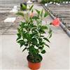 PianteWeb Pianta Hibiscus Rosa-Sinensis