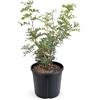 KENTIS - Pianta di Lentisco - Pistacia Lentiscus - Piante Vere da Esterno da Siepe Resistenti - Pianta da Giardino - H 45-55 cm Ø 20 cm