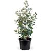 KENTIS - Feijoa Acca Sellowiana - Piante Vere da Esterno da Frutto - Pianta da Giardino Sempreverde - H 60-70 cm Ø 20 cm