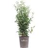 eGarden.store Pianta di Ligustro Giapponese Pianta di Ligustrum Japonicum pianta da esterno cespuglio di Ligustro pianta ornamentale di Ligustro pianta da siepe pianta vera venduta da eGarden.store (Vaso 17 cm)