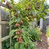 Bloomique - Actinidia Arguta Issai 'Ken's Red' - Kiwiberry rosso - Piante da frutto - Piante da giardino - Resistenti - Altezza 50-70 cm - Vaso 15 cm