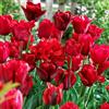 VIRIDIMANIA Bulbi di Tulipani | Bulbi provenienti dai migliori produttori Olandesi | Esclusiva selezione e controllo qualità | Fioritura garantita. (15 Bulbi di Tulipani SFUMATURE DI ROSSO)