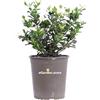 eGarden.store - Pianta vera di Gardenia Jasminoides Kleim's Hardy - Altezza pianta: 20/25 cm Diametro vaso: 19 cm - Pianta compatta con fioritura prolungata e profumata da coltivare all'esterno