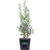 eGarden.store Pianta di Feijoa Albero di Feijoa pianta da frutto di Feijoa pianta vera venduta da eGarden.store (Feijoa vaso 18)