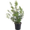 KENTIS - Pianta di Lentisco - Pistacia Lentiscus - Piante Vere da Esterno da Siepe Resistenti - Pianta da Giardino - H 65-75 cm Ø 24 cm