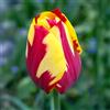 VIRIDIMANIA Bulbi di Tulipani | Collezione Varietà Esclusive da Autunno a Primavera | Alta Qualità e Controllo Selezionato | Fioritura Garantita (10 Bulbi di Tulipani HELMAR)