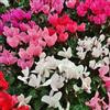 PERAGA GARDEN 1 PIANTA DI CICLAMINO COLORI ASSORTITI FUCSIA BIANCHI ROSSI VASO 14CM PERENNE